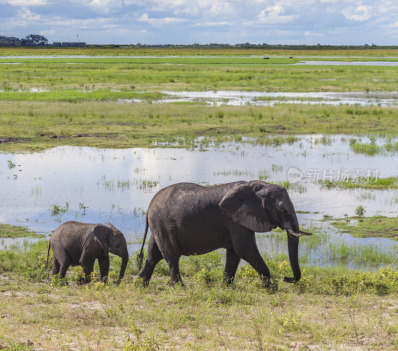 母象和幼象，Chobe n.p.，博茨瓦纳，非洲